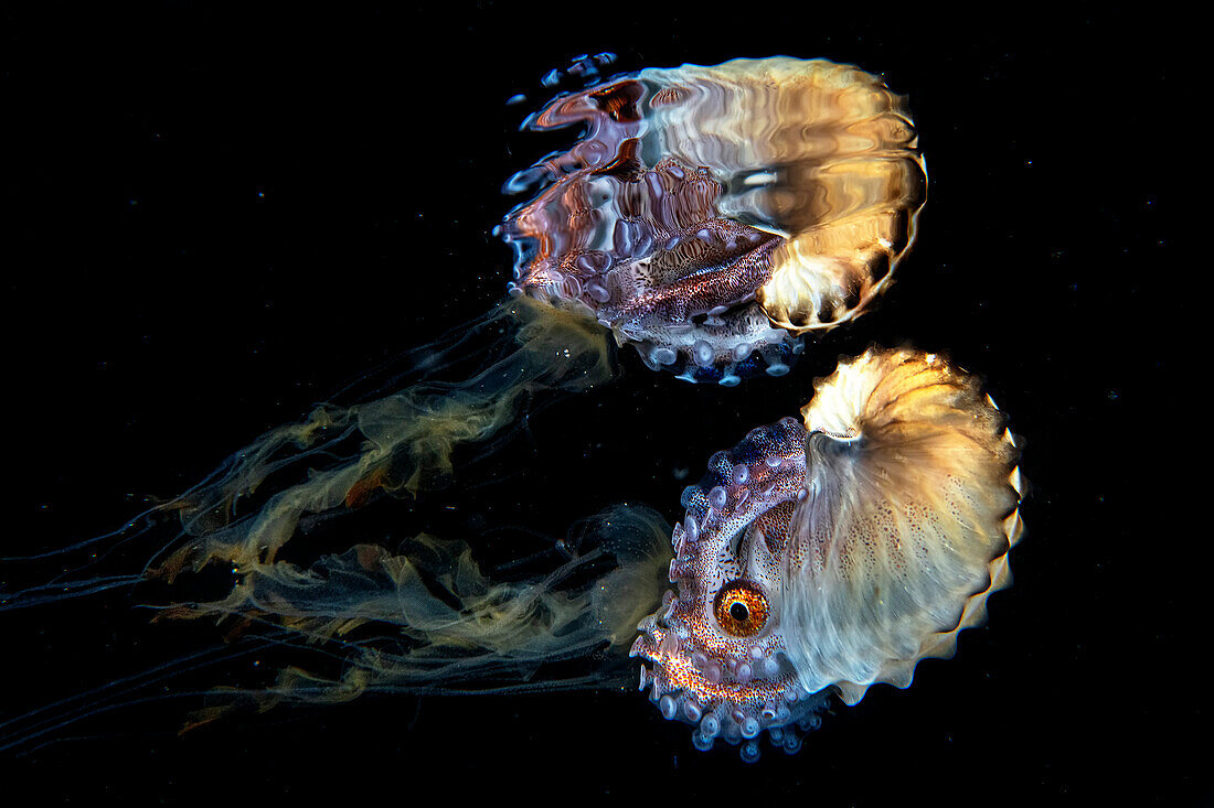 Papiernautilus auf einer Qualle reitend bei einem Schwarzwassertauchgang, reflektiert auf der Wasseroberfläche, Philippinen