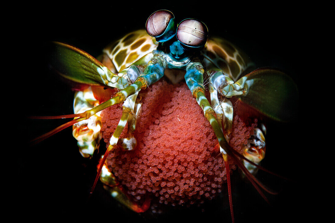 Peackock mantis shrimp with eggs, Philippines