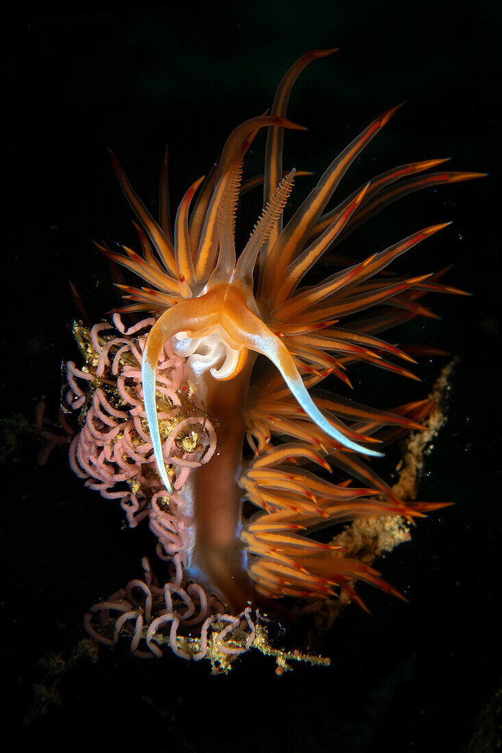 Dondice banyulensis nudibranch with eggs in Saline Joniche