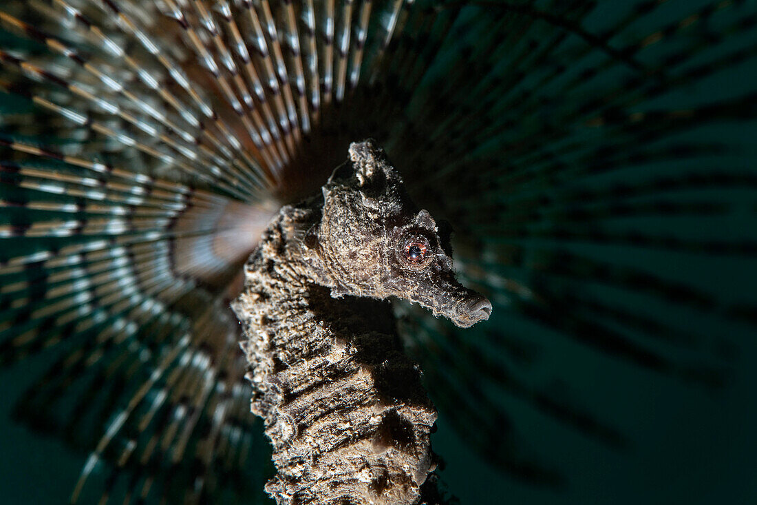 A mediterranean seahorse (Hippocampus hippocampus) resting on a fan worm (Sabella spallanzanii).