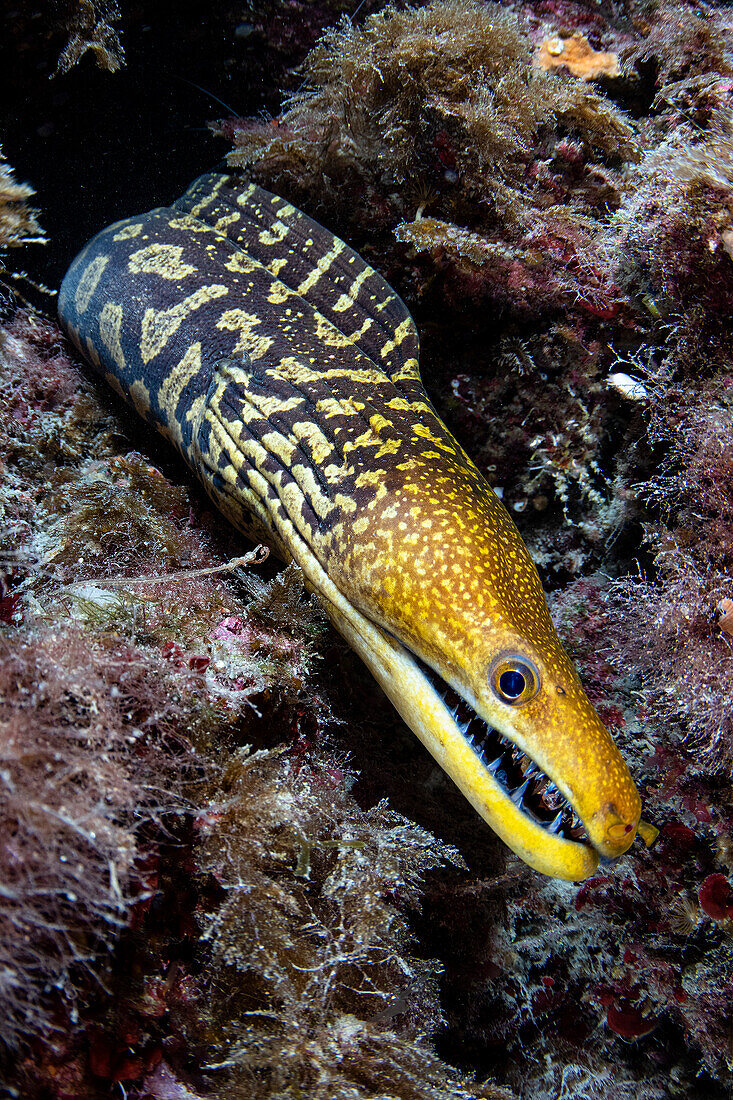 Fangtooth moray in Numana, the italian Lembeh