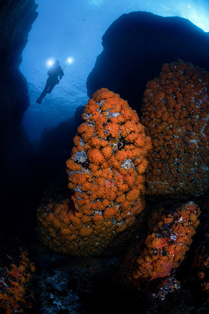 Diver in Scoglio Corrente in Favignana island