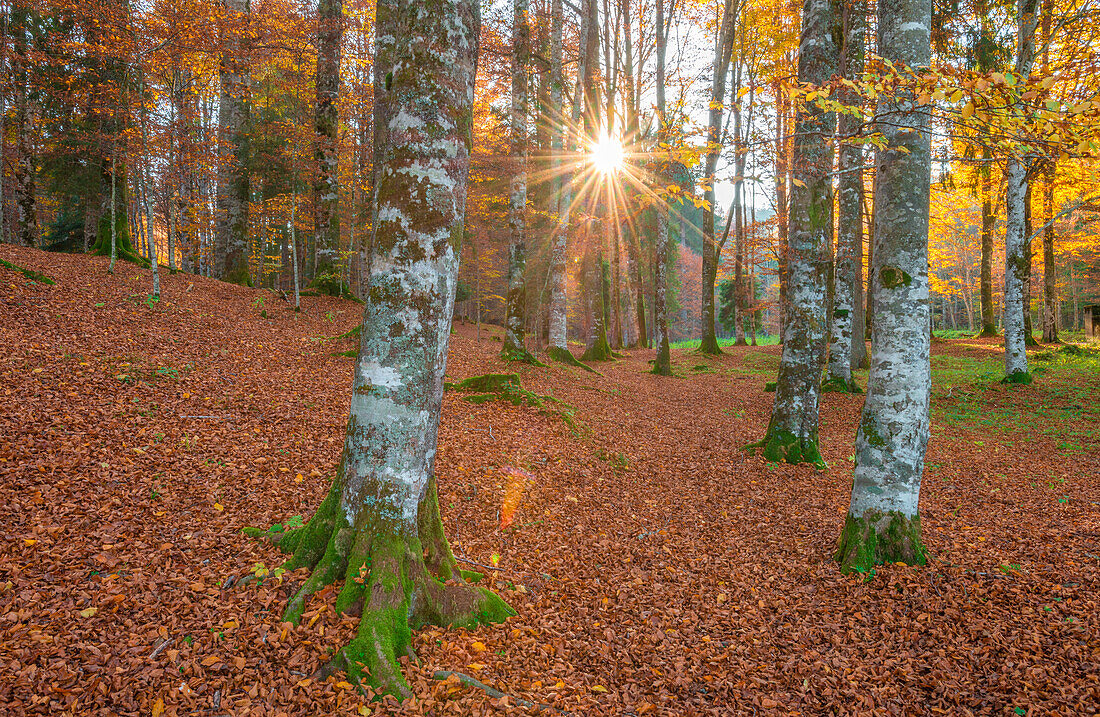 Herbstwald mit abgestorbenen Blättern auf dem Boden, moosbewachsenen Bäumen und Sonnenstrahlen, die durch den Wald in Pian del Cansiglio, Provinz Belluno, Region Venetien, Italien, fallen.