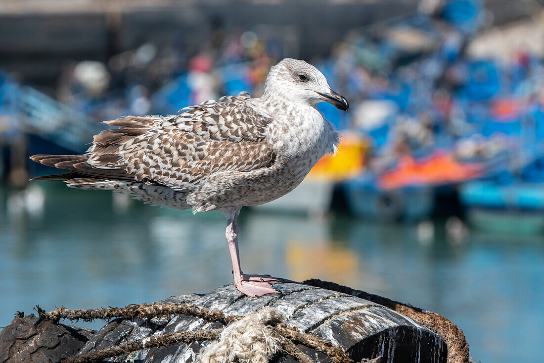 Morocco - Essaouira