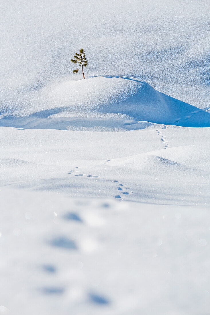 A typical winter scenery in Fotsch Valley, Sellrain, Innsbruck Land, Tyrol, Austria, Europe