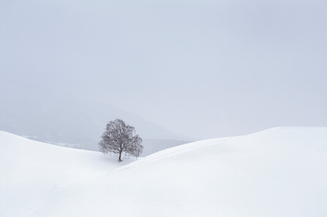 Der ikonische Baum in den Hügeln von Vill an einem verschneiten Tag, Vill, Innsbruck, Tirol, Österreich, Europa