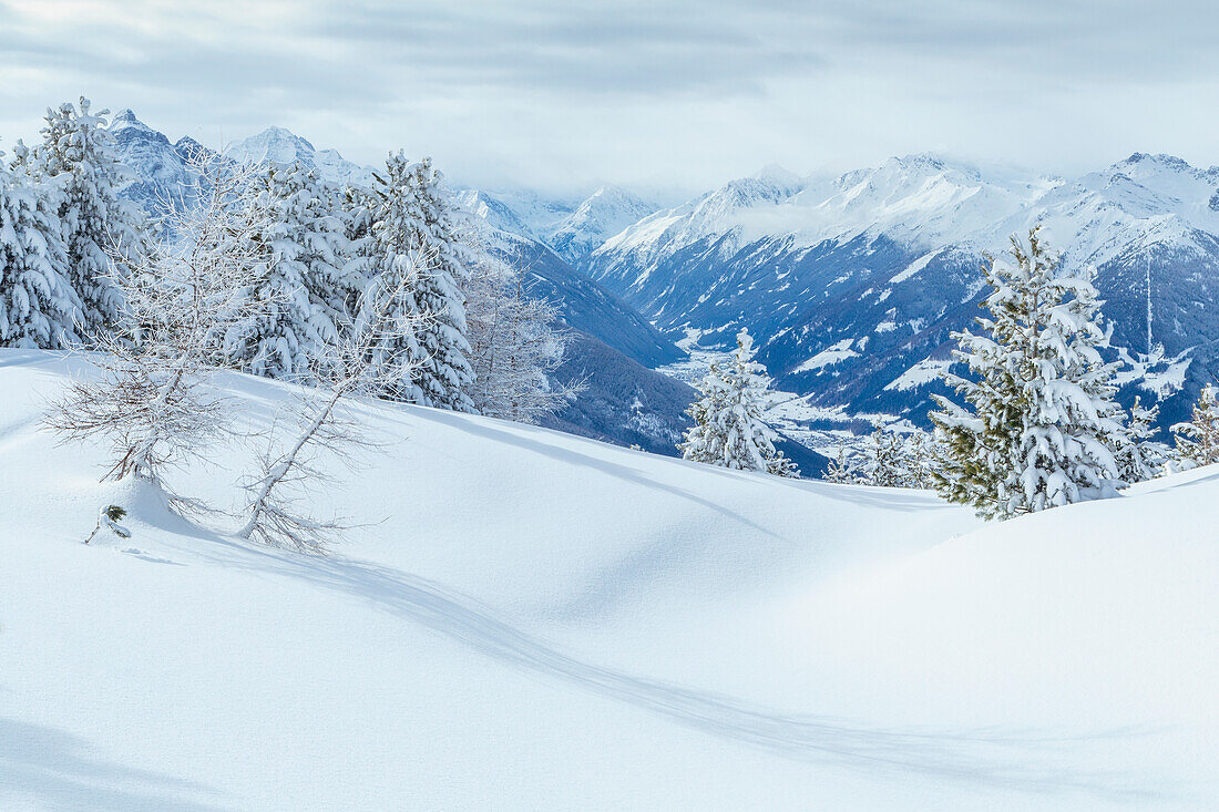 Schneebedeckte Bäume auf dem Patscherkofel mit den Stubaier Alpen im Hintergrund, Patscherkofel, Innsbruck Land, Tirol, Österreich, Europa