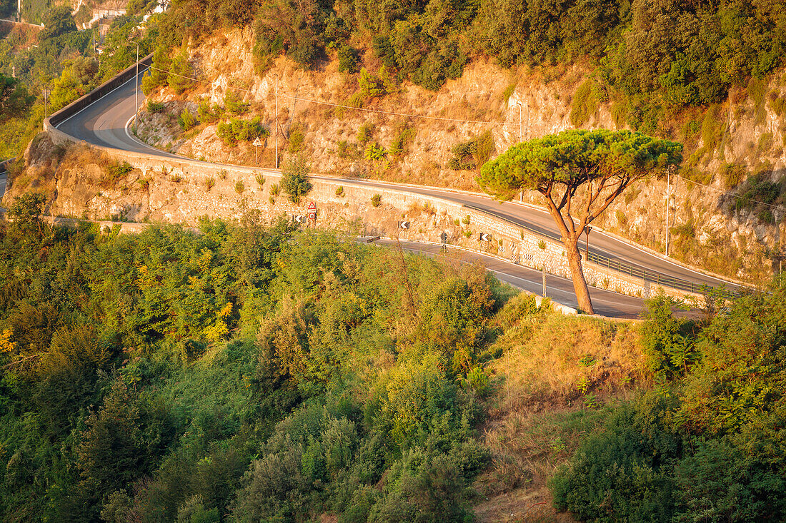 A pine on the way to Raito, Amalfi drive, Vietri sul Mare, Salerno province, Campania region, Italy, Europe