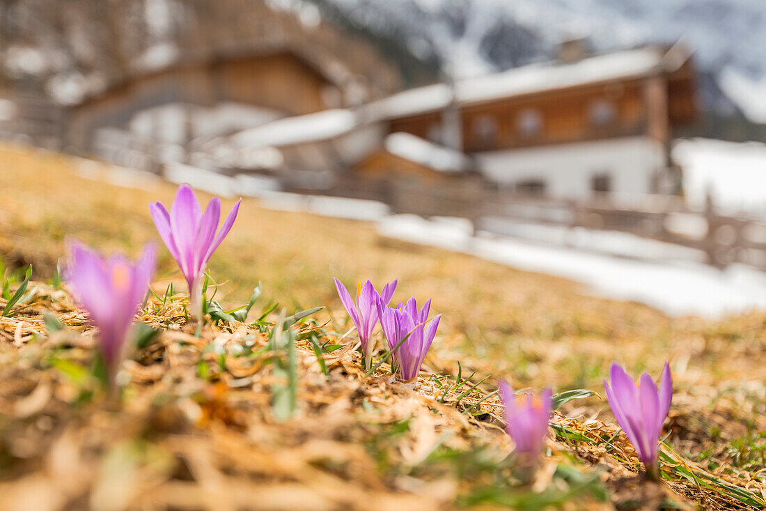 Blühender Krokus auf den Feldern der Gleirsch Alm, Sankt Sigmund in Sellrain, Innsbruck Land, Tirol, Österreich, Europa