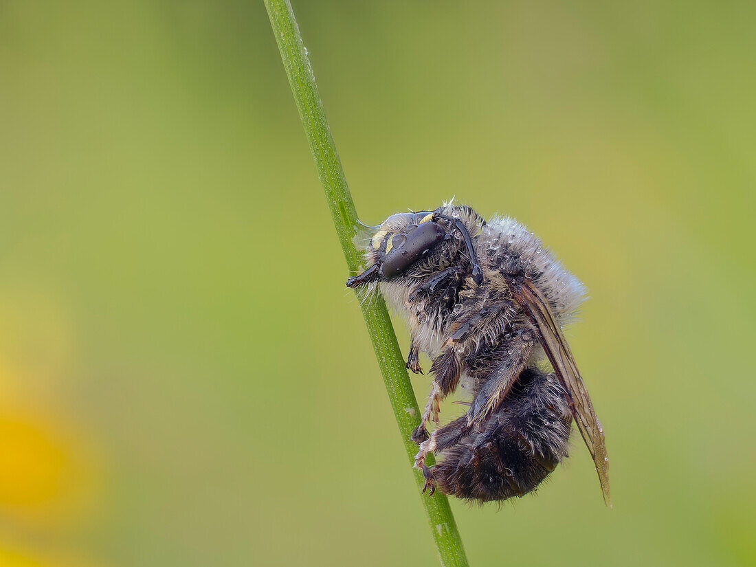 Insect sleeping on the stem, Apinae, Vobbia, Liguria, Italy