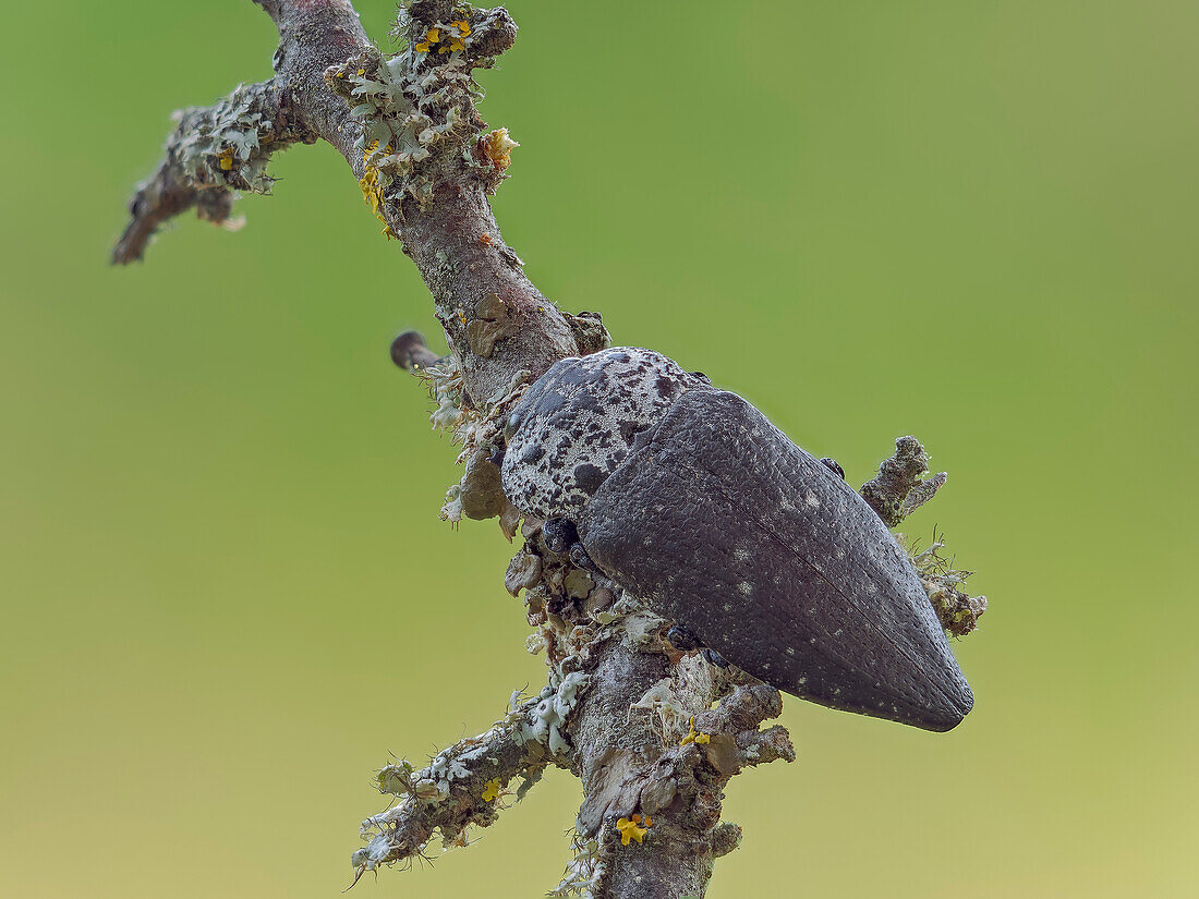 Getarnter Käfer auf einem Stock, Capnodis cariosa, Vobbia. Italien