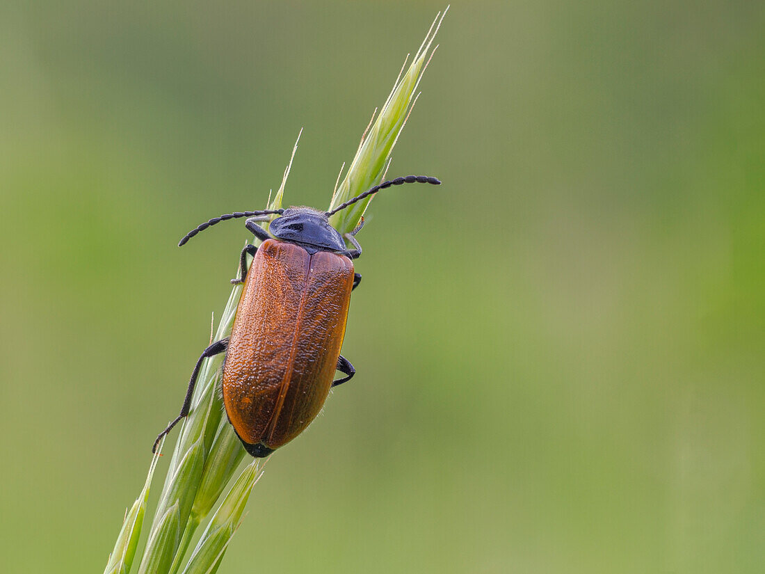 Beetle orange, Chrysomelidae, Vobbia, Italy