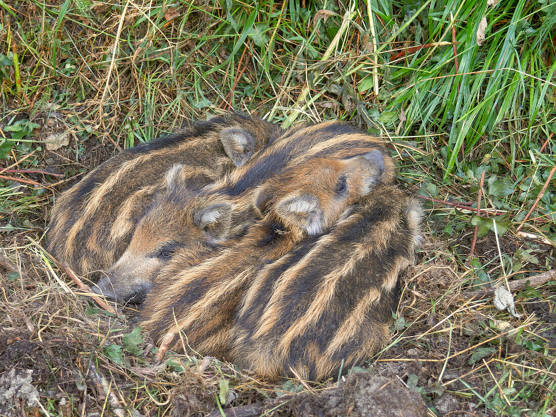 Kleines Wildschwein, Vobbia, Ligurien, Italien