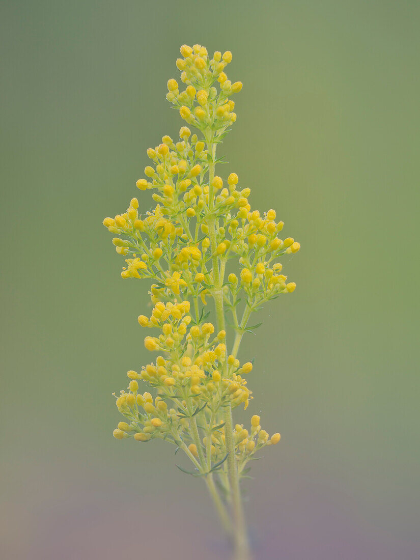 Yellow bedstraw, Galium verum, Vobbia, Italy