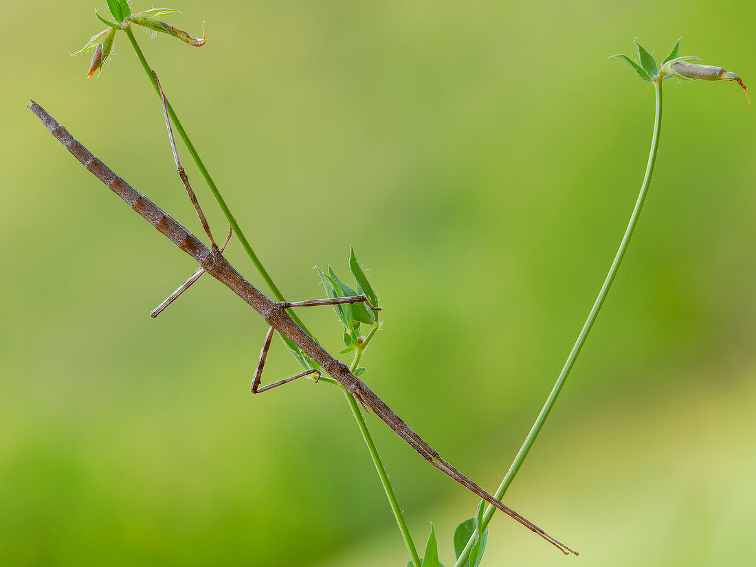 European stick bug, Liguria, Italy