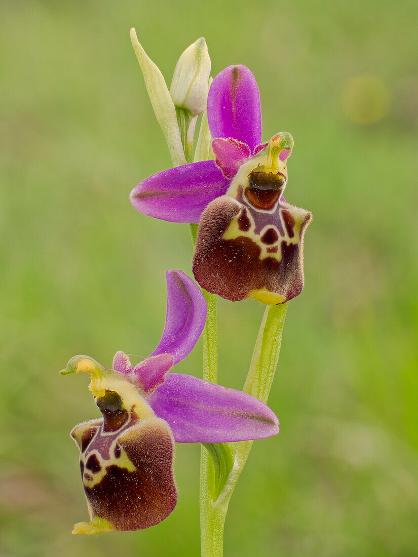 Ophrys fuciflora, Toblach, Ligurien, Italien