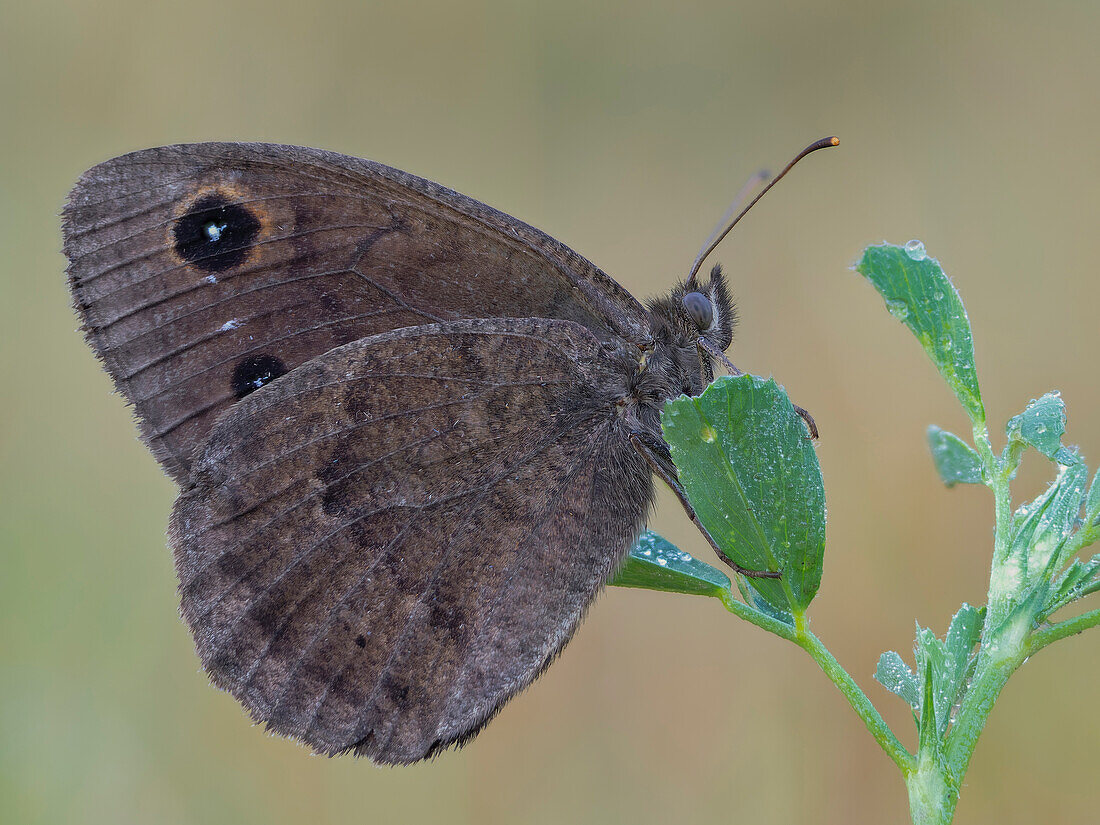 Satyrus ferula, Vobbia, Liguria, Italy