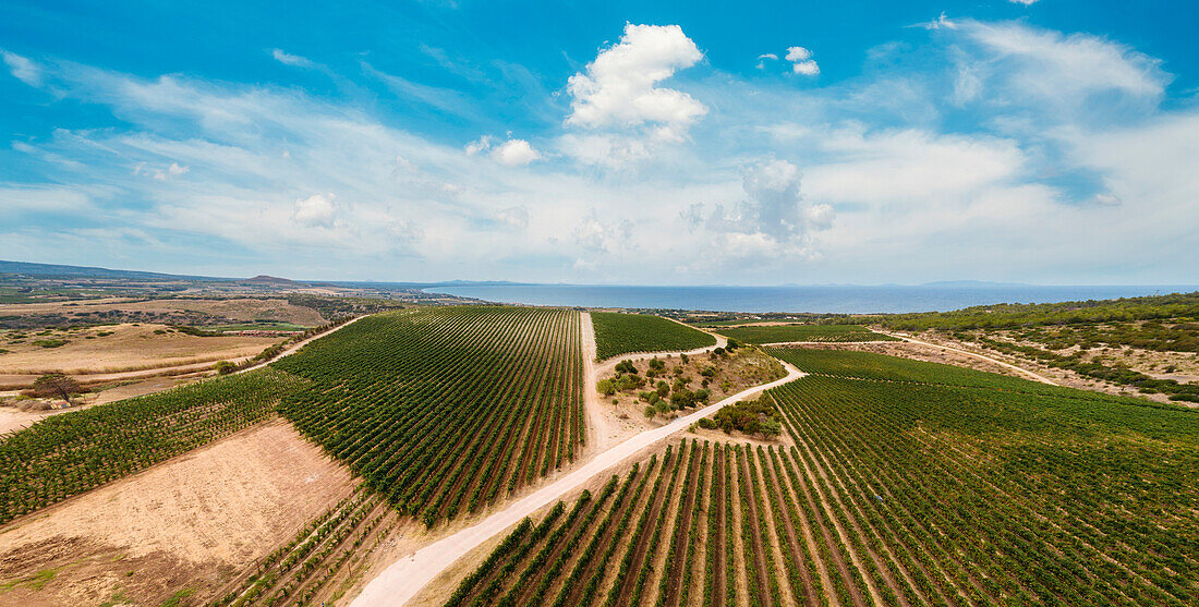 Panoramablick aus der Luft auf Weinberge direkt am Meer, Nordsardinien, Italien