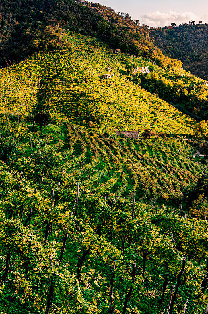 Hills and vineyards near Valdobbiadene, on the road of Prosecco, famous white sparkling wine. Autumn scene, Veneto, Italy