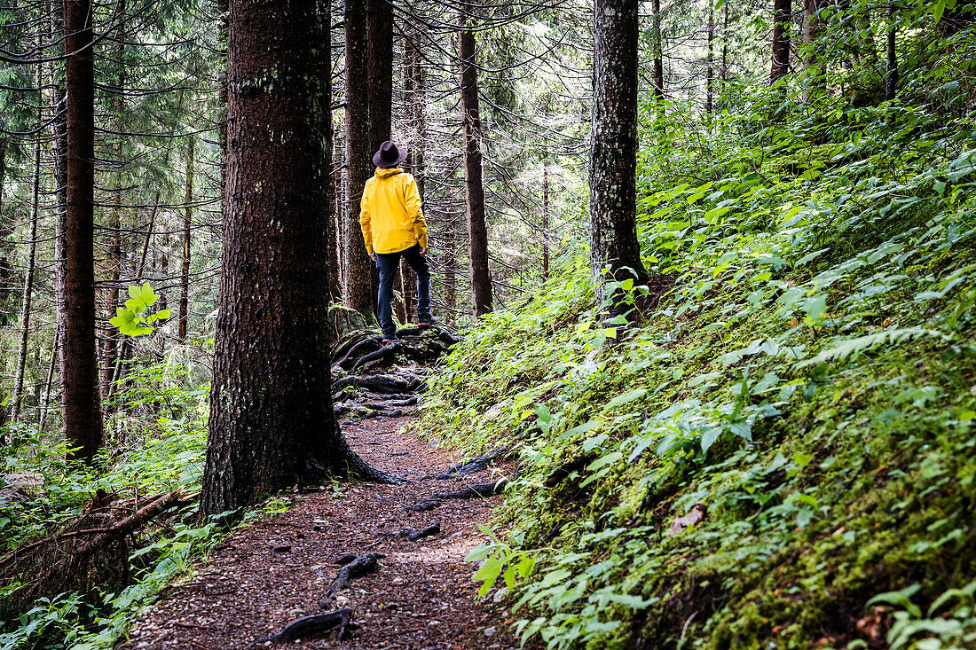 Italy, Veneto, province of Belluno, Borca di Cadore, hiker on the forest trail