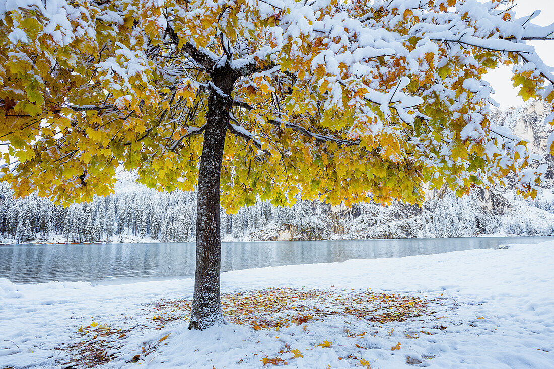 Italy, South Tyrol, Bolzano province, Braies lake,lonely maple covered with the first snow of autumn