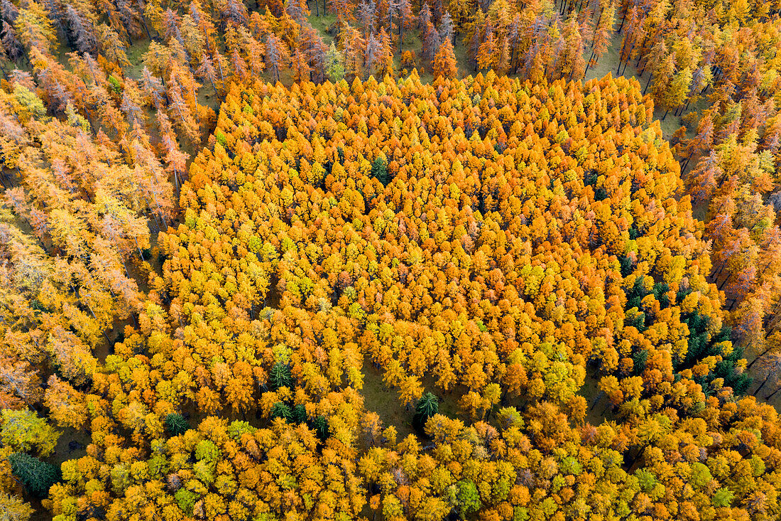 Luftaufnahme des Talai-Waldes im Herbst. Curon Venosta, Südtirol, Italien.
