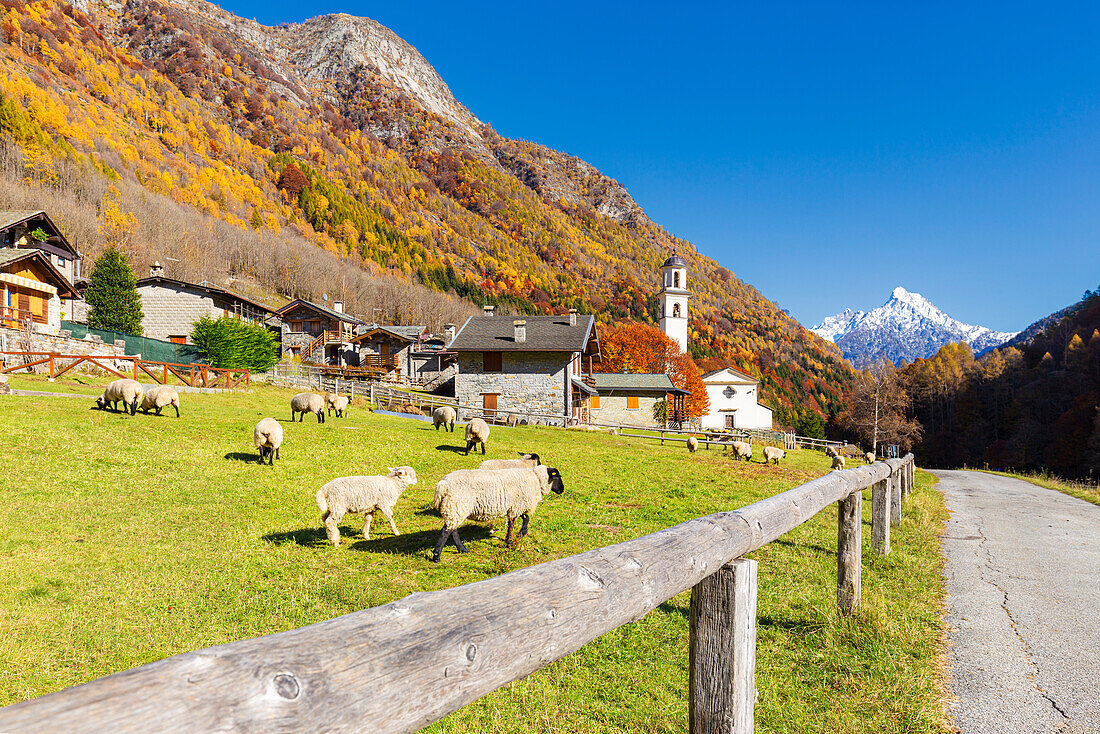Dorf Bodengo im Herbst mit Schafen auf der Weide. Valchiavenna, Valtellina, Lombardei, Italien, Europa.