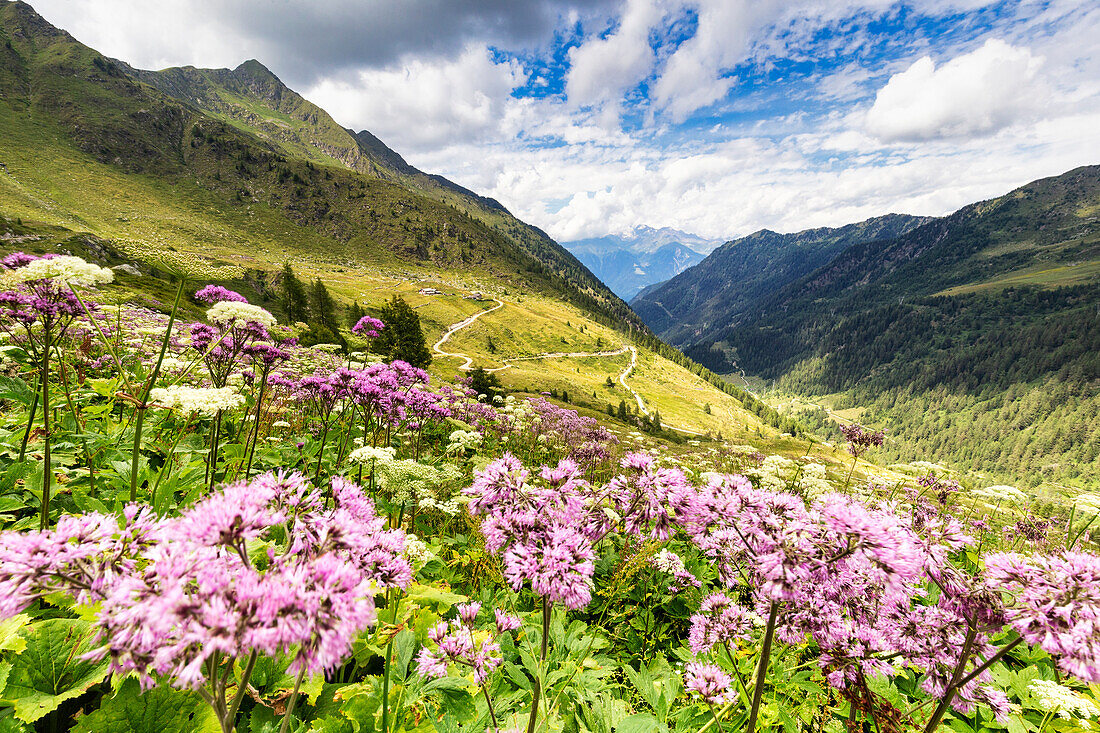 Summer flowering with view on the Rifugio Dordona and Dordona Pass road. Val Madre, Orobie, Valtellina, Lombardy, Italy. Europe.
