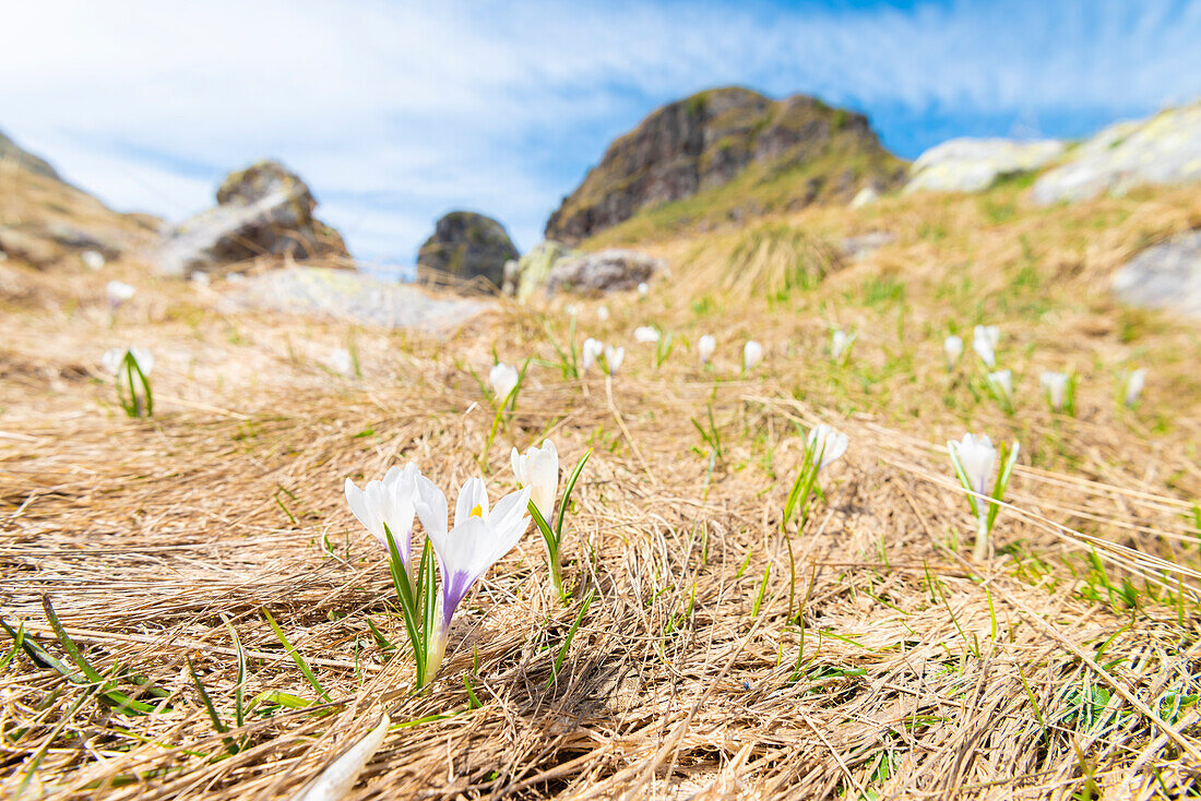 Crocus under Tre Pizzi, Val Brembana, Alpi Orobie, province of Bergamo, Lombardy, Italian alps, Italy