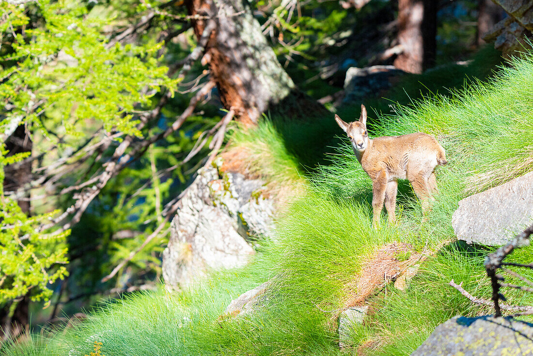 A puppy of chamois, Valle dell Orco, Gran Paradiso National Park, Province of Turin, italian alps, Piedmont Italy