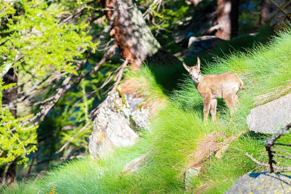 Gemsenwelpe, Valle dell Orco, Gran Paradiso Nationalpark, Provinz Turin, italienische Alpen, Piemont Italien