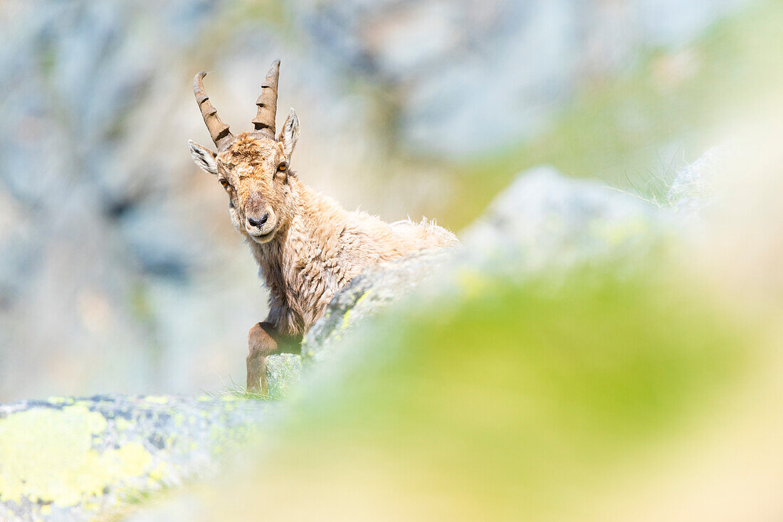 Young ibex, Valle dell Orco, Gran Paradiso National Park, Province of Turin, italian alps, Piedmont Italy