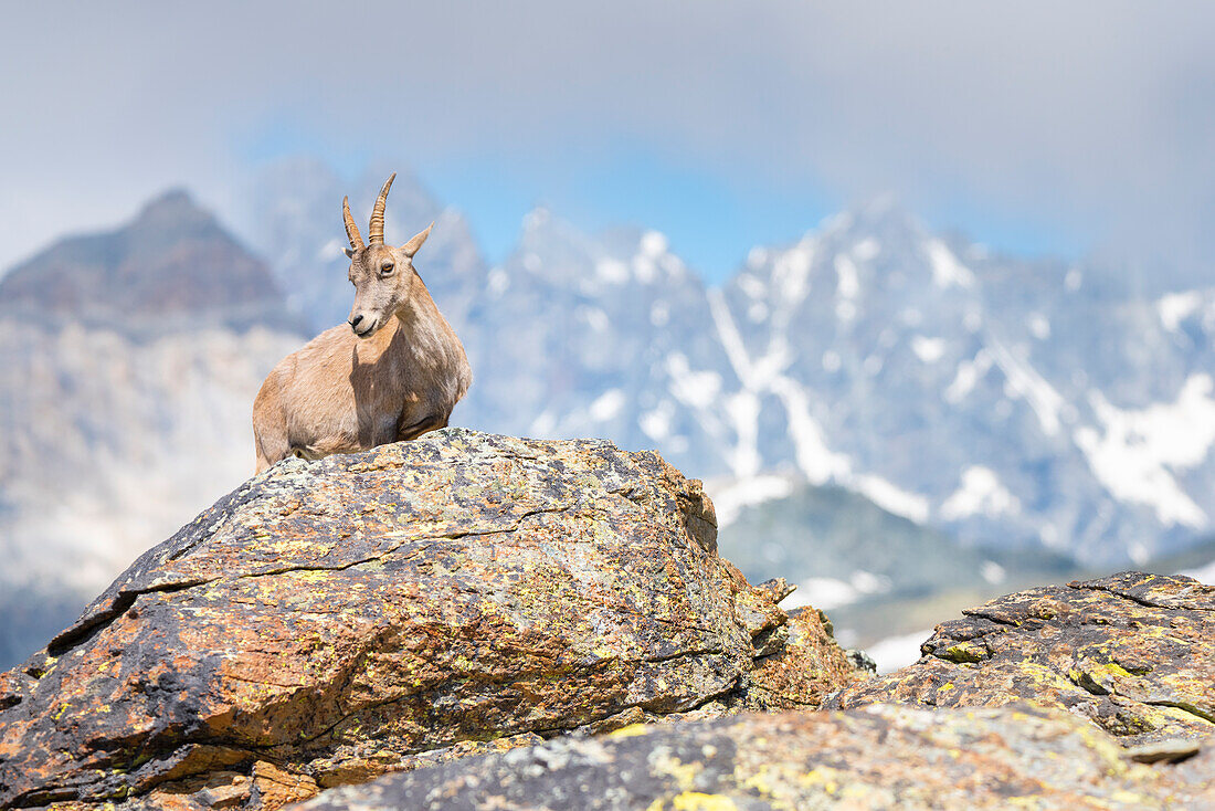 Steinbockweibchen, Vallone delle Cime Bianche, Val d Ayas, Italienische Alpen, Aosta-Tal, Italien