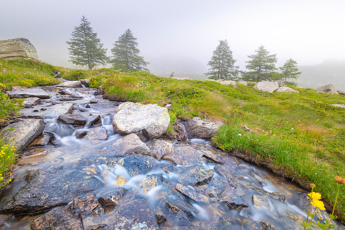 Stream in Valle dell Orco, Gran Paradiso National Park, Italian alps, Province of Turin, Piedmont, Italy