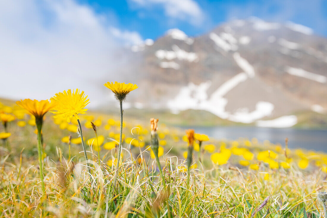 Alpenlöwenzahn in der Nähe des Rosset-Sees, Valle dell Orco, Nationalpark Gran Paradiso, Italienische Alpen, Provinz Turin, Piemont, Italien