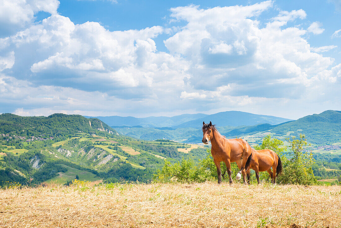 Horses, Oltrepo Pavese, province of Pavia, Apennines, Lombardy