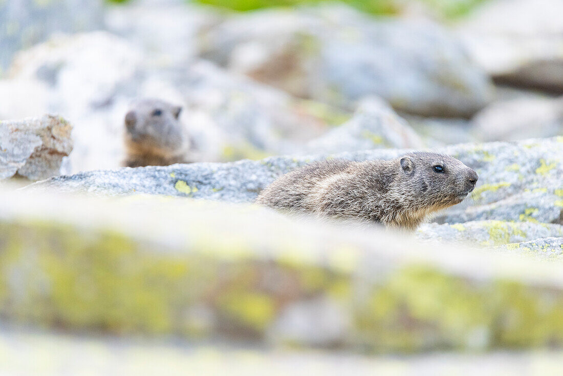 Alpine marmot, Valle dell Orco, Gran Paradiso National Park, Province of Turin, Piedmont, Italian alps, Italy