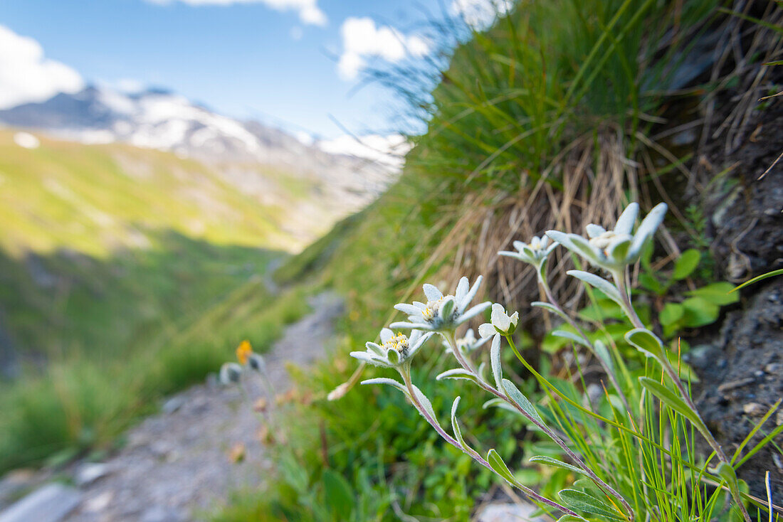 Edelweiss on the path, Valgrisenche, Vallee d Aoste, Italian alps, Italy