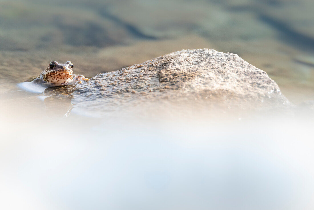 Gewöhnlicher Frosch im San Martino See, Valgrisenche, Aostatal, Italienische Alpen, Italien