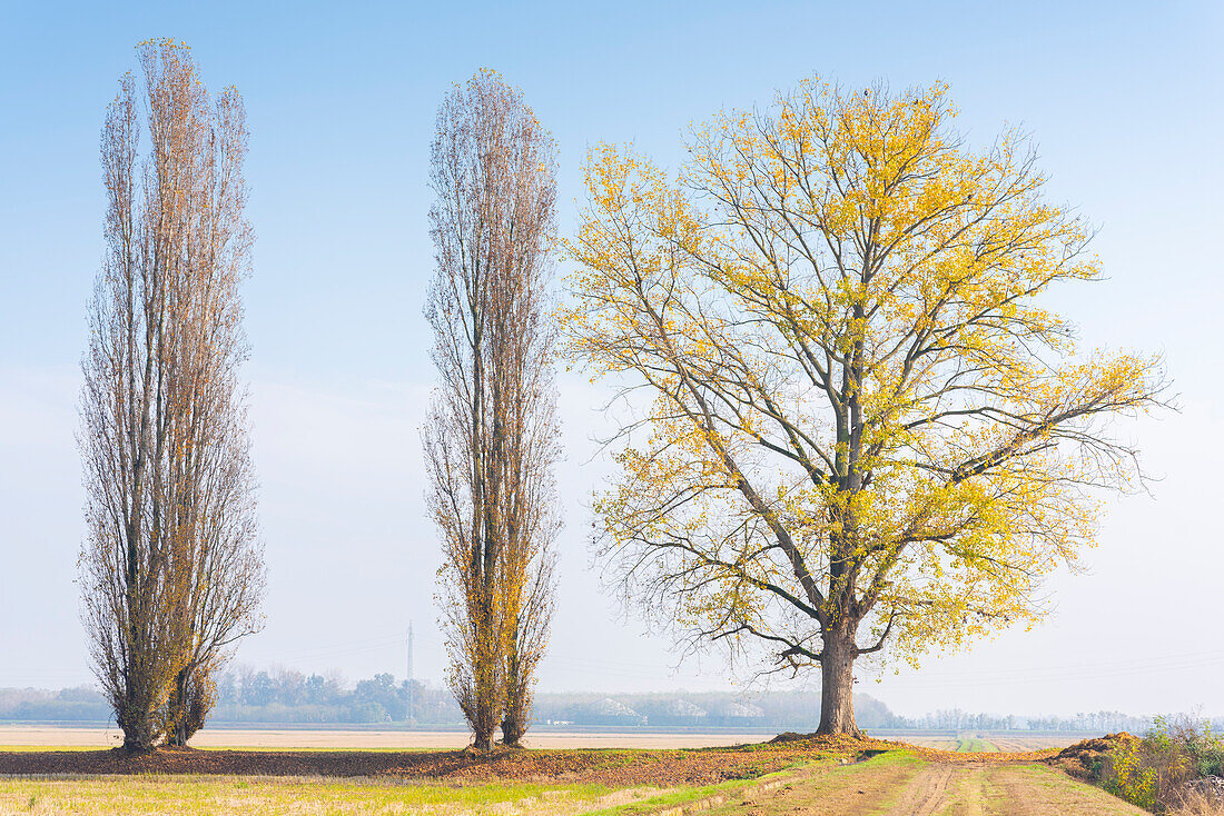 Bäume auf den Feldern, Valeggio, Lomellina, Provinz Pavia, Lombardei, Italien