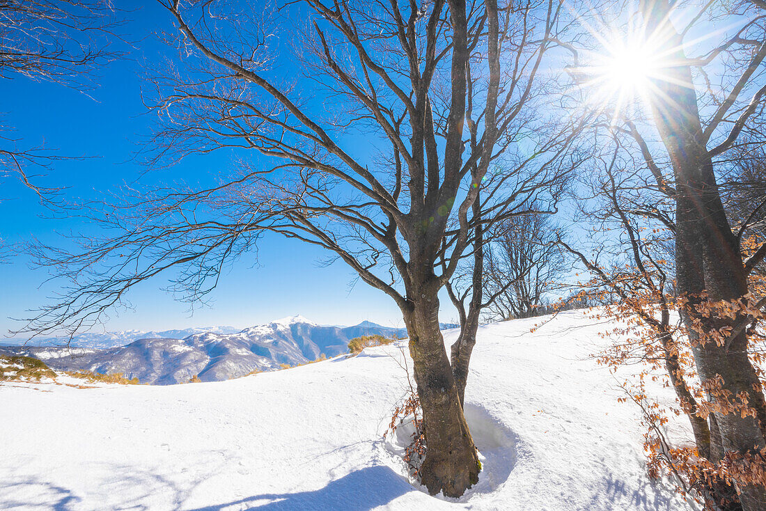 Staffora Valley, Oltrepo Pavese, province of Pavia, Apennines, Lombardy, Italy