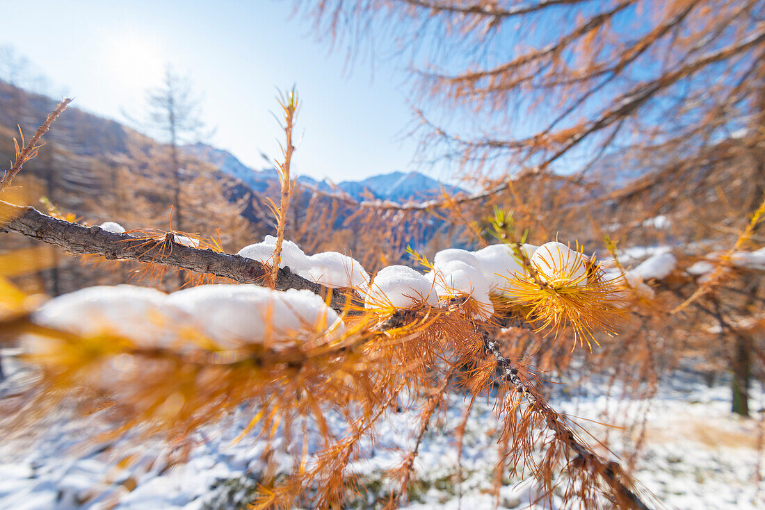 Larches and snow, Val d'Ayas, Aosta Valley, Italian alps, Italy