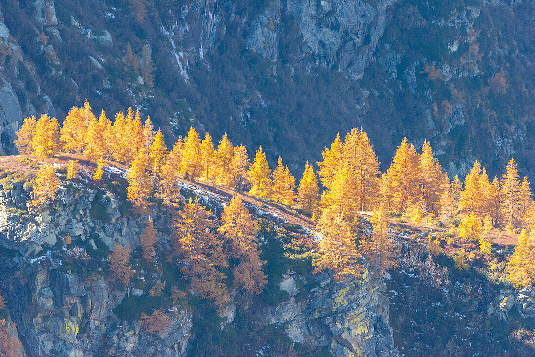 Larches in autumn, Ceresole Reale, Valle dell Orco, Gran Paradiso National Park, Italian alps, Province of Turin, Piedmont