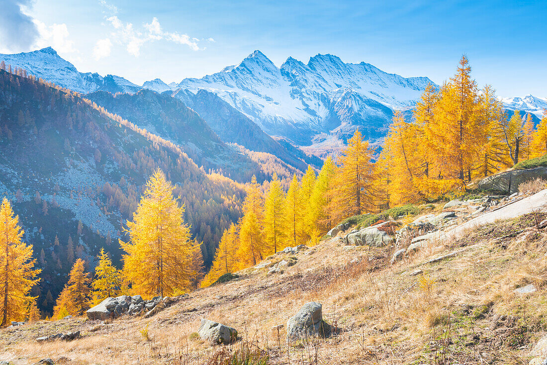 Levanne im Herbst, Ceresole Reale, Valle dell Orco, Nationalpark Gran Paradiso, Italienische Alpen, Provinz Turin, Piemont