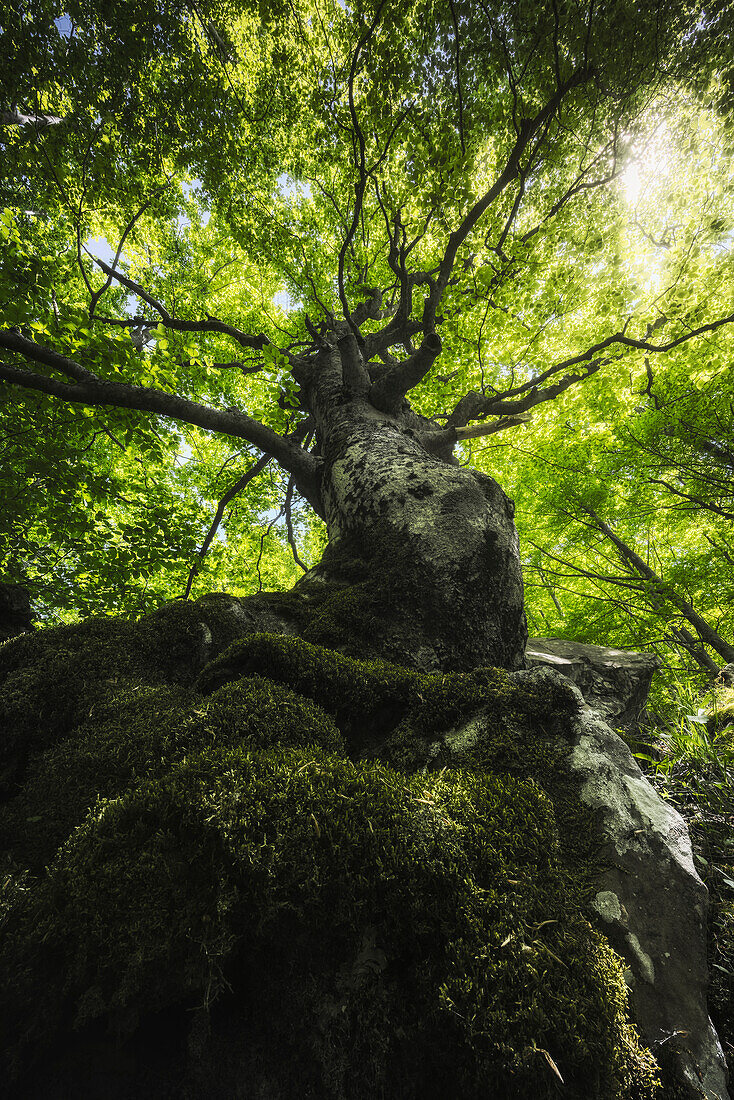 Die berühmte Buche entlang des Weges zu den Dardagna-Wasserfällen, Regionalpark Corno Alle Scale, Lizzano in Belvedere, Provinz Bologna, Emilia Romagna, Italien, Europa