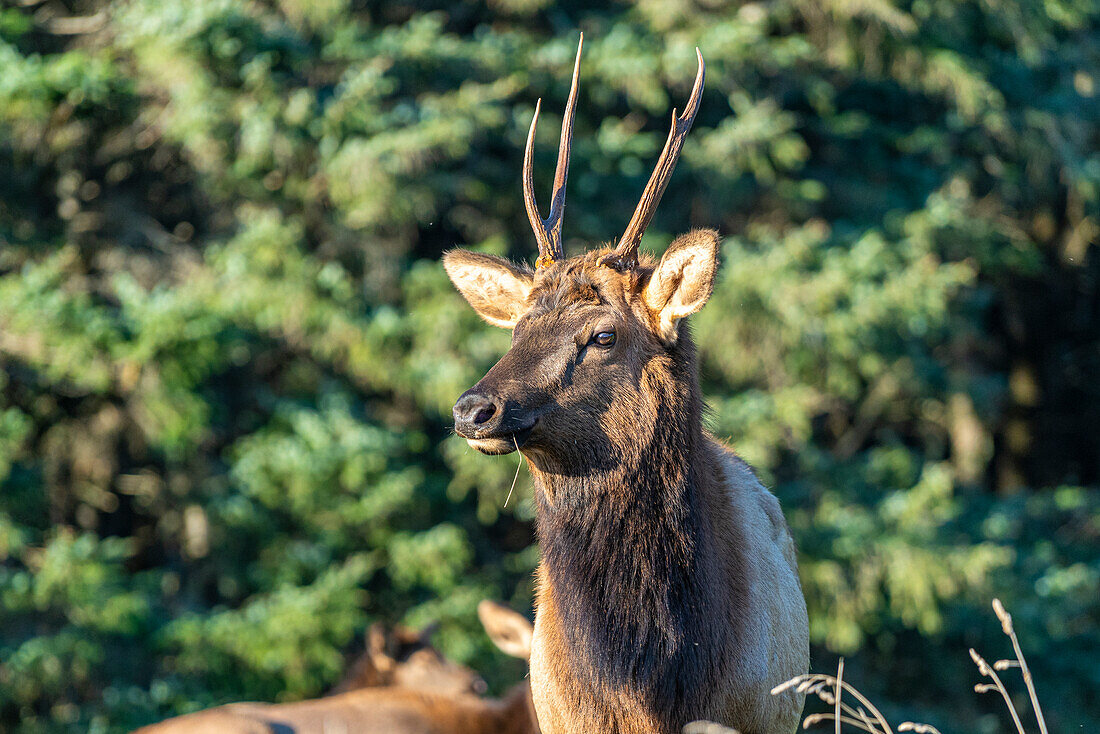 Male wapiti - Cervus Elaphus Canadensis - in Ecola State Park. Cannon Beach, Clatsop county, Oregon, USA.