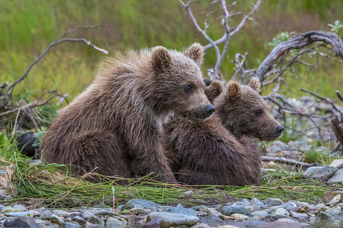 Brown bear cubs in river, Alaska