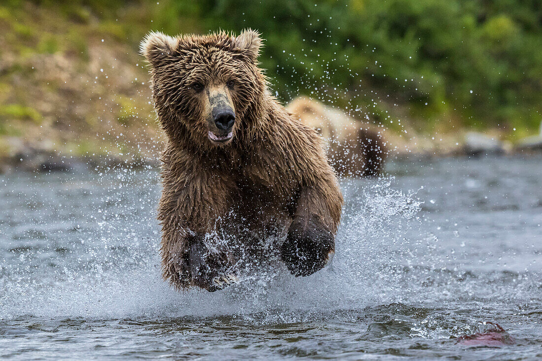 Braunbär fischt Lachs in einem Fluss, Alaska