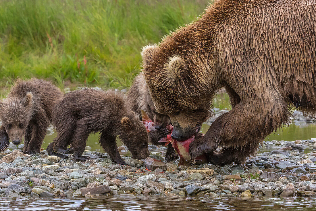 Brown bear mother feeds cubs with salmon, Alaska
