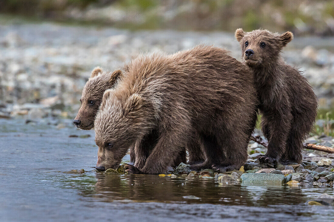 Braunbärenmutter mit Jungen in einem Fluss, Alaska